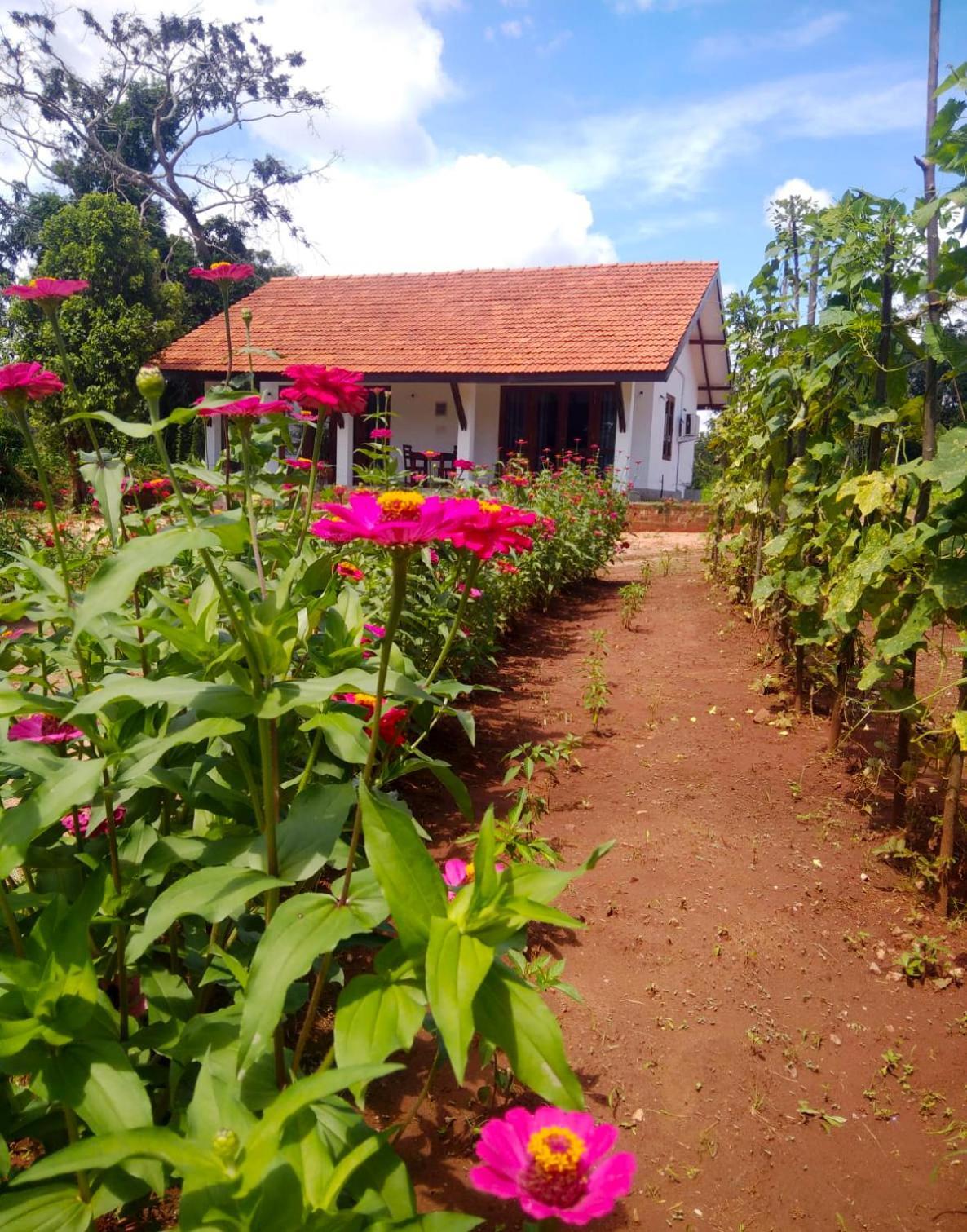 Moni Farm House Wilpattu Nochchiyagama Zewnętrze zdjęcie
