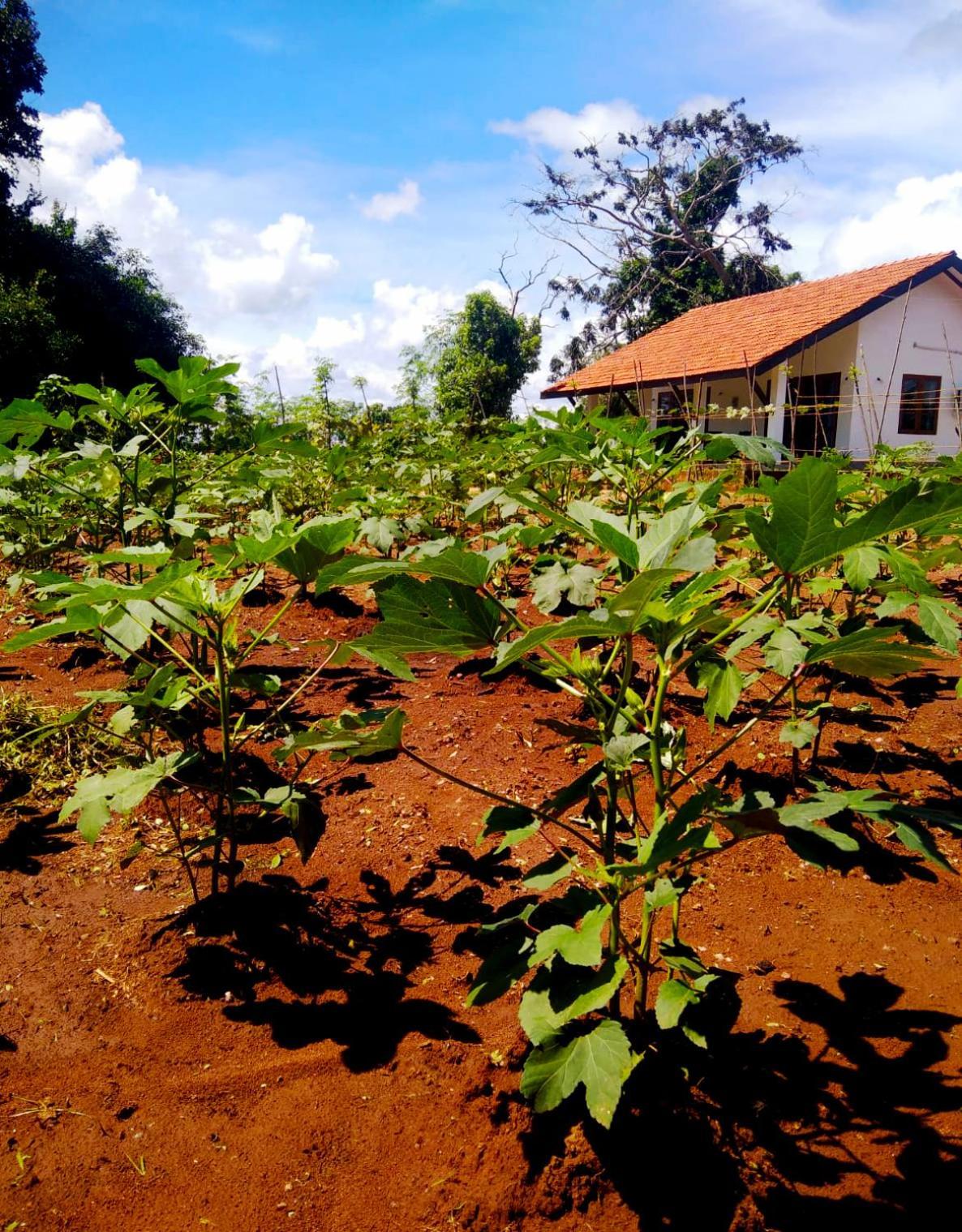 Moni Farm House Wilpattu Nochchiyagama Zewnętrze zdjęcie